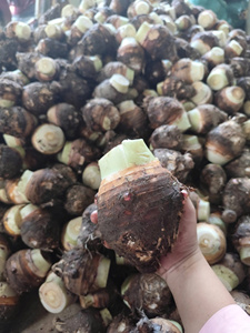 Taro Morado y Amarillo Congelado, Pre-Cocido, de Origen Económico, para el Mercado Minorista Canadiense, Precio Directo de Fábrica, Alta Resistencia - Product Image 5