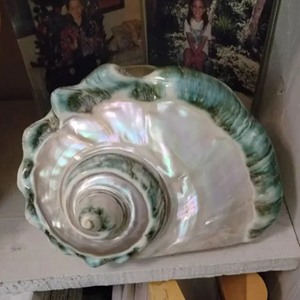 เปลือกหอยเทอร์โบไซส์ใหญ่สีเขียว มาร์มาทาตัส เปลือกหอยขนาดใหญ่ เปลือกหอยสังข์ขนาดใหญ่ เปลือกหอยมุกขัดเงา เปลือกหอยทะเลขนาดใหญ่ - Product Image 3