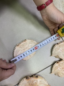 Wholesale <b>Crab</b> <b>Shell</b> Restaurant Food Service Supply Polished Low Odor <b>Crab</b> Carapace - Product Image 5