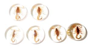 Scorpion doré, spécimen réel, cabochon en plastique rond 25x25 mm, fond plat transparent pour l'artisanat et la fabrication de bijoux - Product Image 1