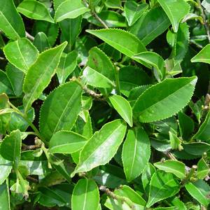 Feuilles de Camellia Sinensis directement de l'usine, matière première botanique naturelle pour produits à base de plantes, vente en gros - Product Image 3