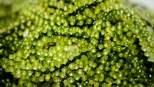 องุ่นทะเลเวียดนามอันดับ 1 พร้อมประโยชน์อันยอดเยี่ยม/ คุณลิลลี่ - Product Image 4