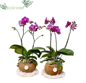 Maceta colgante de cáscara de coco, diseño personalizado y embalaje con alta calidad y precio barato de Eco2go Vietnam - Product Image 1