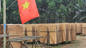 Láminas de chapa de madera blanca de Vietnam para la producción de paneles de muebles y núcleos de puertas - Product Image 5