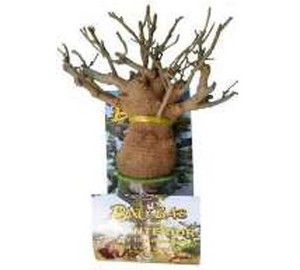 Fleurs et plantes préservées uniques, graines de baobab, articles de décoration d'intérieur de luxe en gros - Product Image 1