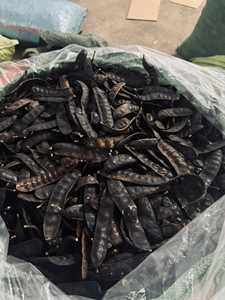 HIGH GRADE Honey Locust Dried Fructus Gleditschiae From Vietnam - Product Image 5