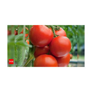 Tomates redondos 100% maduros en venta, tomates carnosos - Product Image 1