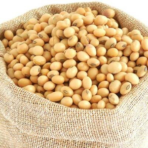 Soja Natural a Granel Sin GMO Lista para Exportar para la Industria Alimentaria y Compradores Comerciales - Product Image 1