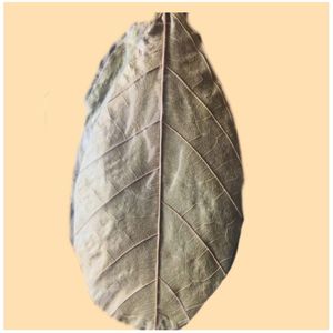 Hojas de Cacao Ecológicas YAMUNA de 11-18 cm (4-7 Pulgadas) para Acuario, Paquete de 24 Hojas - Product Image 4