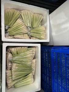 Natural Frozen <b>Lemongrass</b> Stalks Fresh Aromatic Premium Quality Bulk Supply - Product Image 1