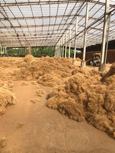 High Quality Raw Dried Coconut <b>Fiber</b> 100% Natural Coir <b>Fiber</b> Vietnam Origin for Eco-Friendly Upholstery Filling Bulk - Product Image 3