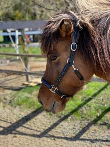 Halter de cheval équestre de haute qualité en nylon noir bleu roche avec raccords en laiton cristal et cuir - Product Image 3
