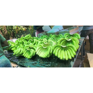 Bananes Cavendish vertes de qualité supérieure, fraîches, qualité export, pour la cuisson, la friture, les chips et la vente en gros mondiale - Product Image 2