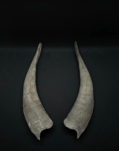 Paires de cornes de chèvre naturelles, finition rustique, écologiques, neuves, de haute qualité pour la décoration et l'artisanat - Product Image 1