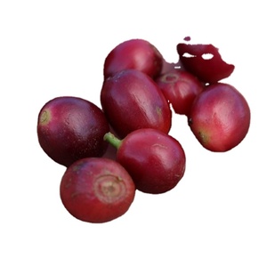 Café en grains entiers Robusta fraîchement torréfiés du Vietnam, prix raisonnable, qualité A, sac de 1000 kg - Product Image 5