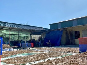 Hueso de Sepia Seco al por Mayor para Alimentación Animal e Industria de Mascotas - Product Image 4