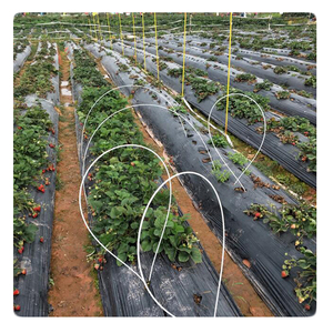 Support de plantes pour fleurs d'intérieur et d'extérieur, piquets de jardin en fibre de verre - Product Image 2