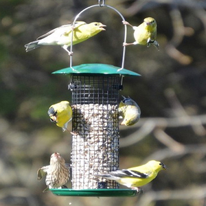 Mangeoire Combinée pour Petits Oiseaux et Graines de Tournesol, Mangeoire Jaune pour Oiseaux avec Cage en Maille Noire, Mangeoire Suspendue pour Jardin Extérieur pour Oiseaux Sauvages - Product Image 3