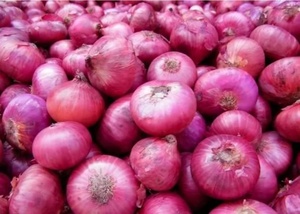 Premium <b>Fresh</b> Onions for Export – Bulk Wholesale <b>Vegetable</b> Supplier - Product Image 4