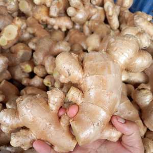 Gingembre frais de haute qualité, peau lisse et arôme intense, épices, gingembre frais en vrac, emballage en filet, gingembre - Product Image 1