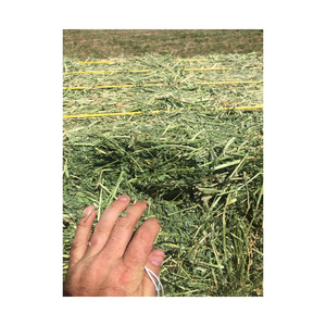 Heno de Alfalfa Premium en Pacas, Fabricante, Venta al por Mayor, Exportación - Product Image 6