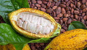 Beurre de cacao brut non raffiné en vrac, huile corporelle au beurre de cacao pour crème hydratante, 100% pur et naturel - Product Image 6