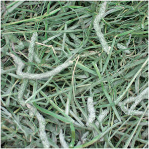 Heno de Timothy en Pellets y Pacas para Alimentación de Caballos, Ganado, Cerdos y Peces - Alta Calidad 500g - Product Image 6