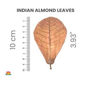 Hojas de almendra natural India para Betta tamaño inferior a 10 cm/3,93 "Paquete de 12 hojas para productos para mascotas de acuario - Product Image 6