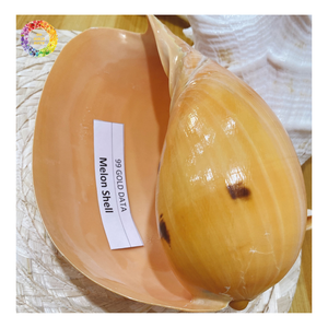 เปลือกหอยทรงหมวกกษัตริย์ – (Cassis tuberosa) เปลือกหอยขนาดใหญ่สำหรับตกแต่ง, เปลือกหอยทรงหมวกกษัตริย์สไตล์วินเทจสำหรับตกแต่งบ้าน - Product Image 4