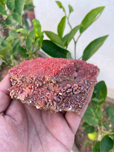 Grappe de cristaux de vanadinite naturelle |   Spécimen minéral rouge sur matrice |   Pierre de présentation pour collectionneur |   3,5 pouces - Product Image 1