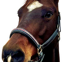 Harnais de cheval en cuir de buffle indien de haute qualité, rembourrage doux, cristaux de strass roses, style selle anglaise, couleur personnalisée