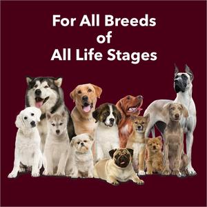 Friandises à mâcher bio riches en calcium pour chiens et chats – Soutien dentaire longue durée pour des dents plus fortes, absorption rapide, marque privée - Product Image 4