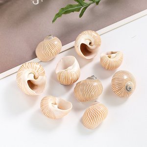 Conchas marinas naturales con diseño de rayas, muy vendidas, para decoración de fiestas playeras estilo boho. - Product Image 5