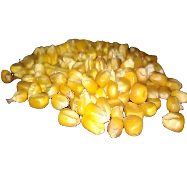 High quality Dried Yellow Corn For Animal Feed ready for sale from India