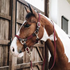 Outdoor Sports Horse Riding Equine Products Plain Padded Horse Head Collar <b>Halters</b> From Premium Supplier for Equestrian Sports - Product Image 4