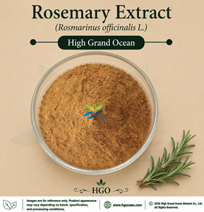Suministro Directo de Fábrica HGO, Extracto de Romero (Rosmarinus officinalis L.) (Grado Alimenticio) 4:1 5:1 10:1 20:1 100:1 200:1 (Relación) - Product Image 1