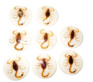 แมงป่องทองคำ ตัวอย่างจริง พลาสติกคาโบชองทรงกลม 38.5x38.5 มม. สีขาว ฐานแบน สำหรับงานฝีมือและทำเครื่องประดับ - Product Image 1