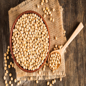 ถั่วเหลืองปลอดจีเอ็มโอคุณภาพสูงขายส่งจำนวนมากสำหรับบริษัทแปรรูปอาหาร - Product Image 5
