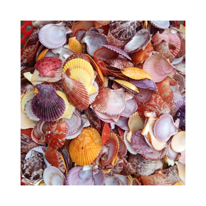 Coquilles de palourde en gros pour la décoration artisanale, la fabrication et la création artistique - Product Image 4