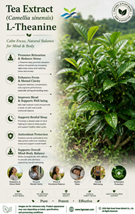 โรงงาน HGO จัดจำหน่ายสารสกัดชาบริสุทธิ์จากธรรมชาติ (Camellia sinensis) เกรดอาหาร L-Theanine 65% สารสกัดมาตรฐาน - Product Image 4