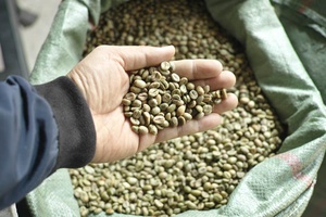 Café Vert Robusta Vietnamien Dak Lak DHPONE Biologique Grade AA Couleur Naturelle Goût Neutre Sans Allergènes Emballage Sac de Jute 60kg - Product Image 5