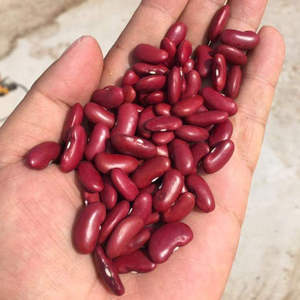 Frijoles Rojos Secos de Alta Calidad, Bolsa de 5 kg, Suministro a Granel para Cocinar, Sopas, Guisos, Ensaladas, Venta al por Mayor, Calidad de Exportación, Precio Económico - Product Image 1