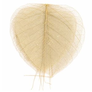 AQUA VRIKSHA Premium Natural Skeleton Bodhi Leaves for Crafts, Decoration, Resin Art & Floral Arrangements|Pack of 24 - Product Image 1