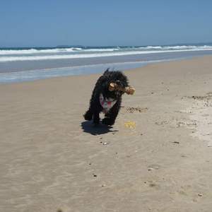 Juguete Masticable para Perros Hoang Linh SG, Ecológico, de Madera de Café Natural, Duradero, Limpia los Dientes, Hecho en Vietnam - Product Image 6