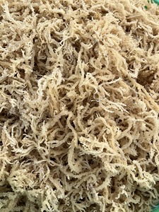 High Quality Golden Cottonii Seaweed Sun <b>Dried</b> Raw Material For Carrageenan Production Natural Marine Algae For Global Export - Product Image 2