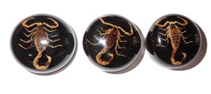 Escorpión Dorado, Espécimen Real, Cabujón de Plástico Redondo de 25x25 mm, Base Plana Negra para Manualidades y Joyería - Product Image 2