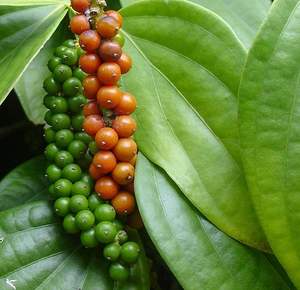 Pimienta Negra en Polvo Fino - Poivre en Poudre - Pimienta en Polvo - Pepe in Polvere |   Esterilizado al Vapor - Calidad MAX - Product Image 4