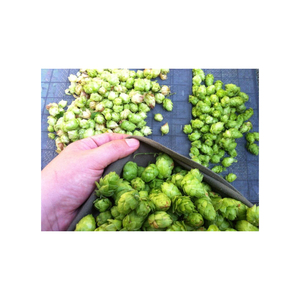 Houblon cru de qualité supérieure, récolté naturellement, ingrédient botanique aux arômes riches et aux standards de qualité exceptionnels - Product Image 3