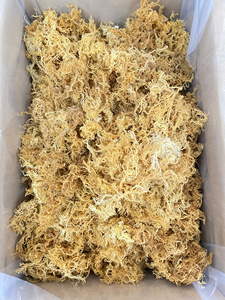 Producto de Exportación: Algas Secas Eucheuma Cottonii Laver, Señuelas Marineras a Granel de Vietnam / Musgo Irlandés AD / Ms. Lima - Product Image 4