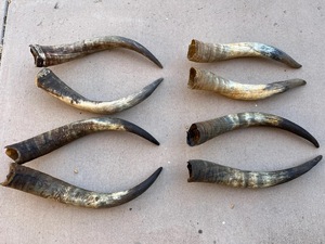 Paire de cornes de bison polies, décoration murale, design Art Déco, grande taille de 27 à 35 pouces, pour mariage, anniversaire - Product Image 4